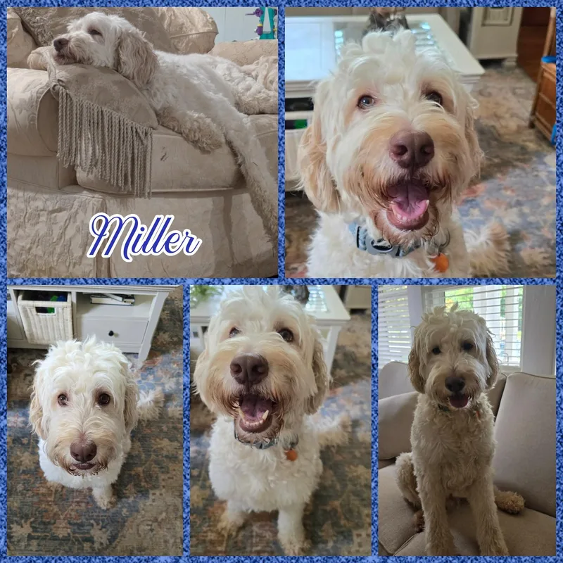 An adult large-sized male Apricot / Beige Goldendoodle dog named Miller for adoption in Blacksburg, SC