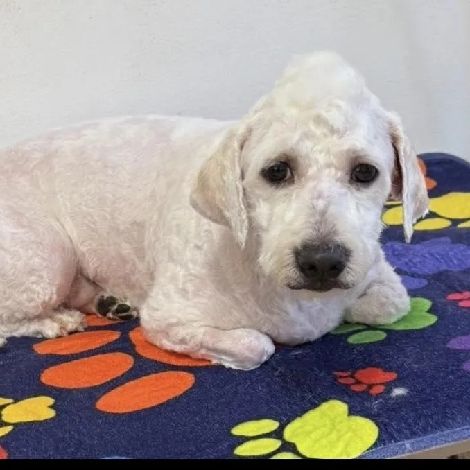 An adult medium-sized male White / Cream Poodle dog named Marlo for adoption in Ozone Park, NY