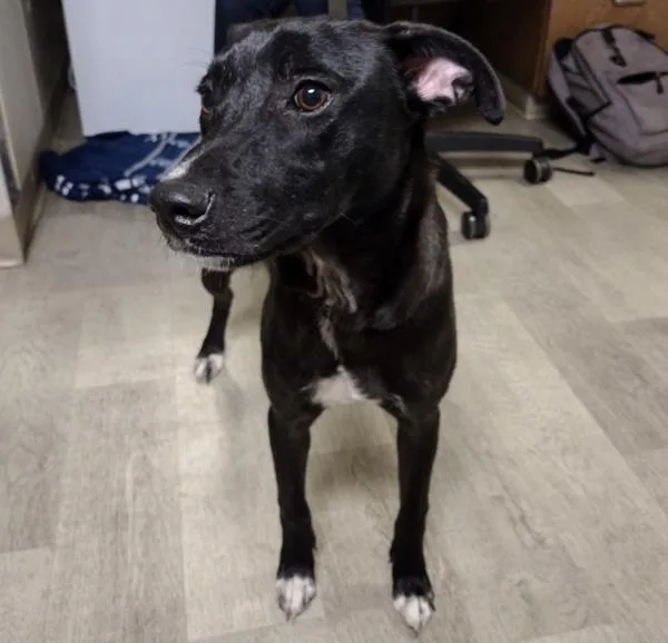 An adult medium-sized female Labrador Retriever dog named Lunella for adoption in El Cajon, CA