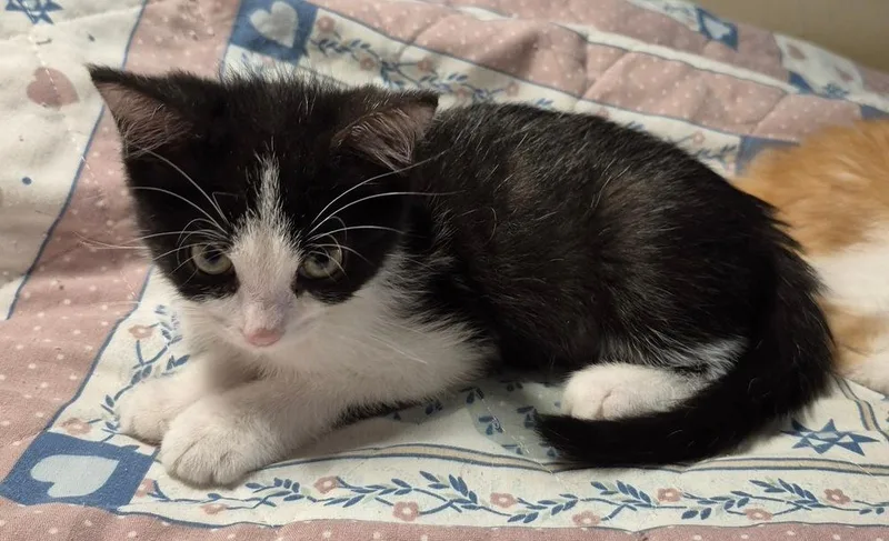 A baby small-sized male Domestic Short Hair cat named Domino for adoption in South Bend, IN