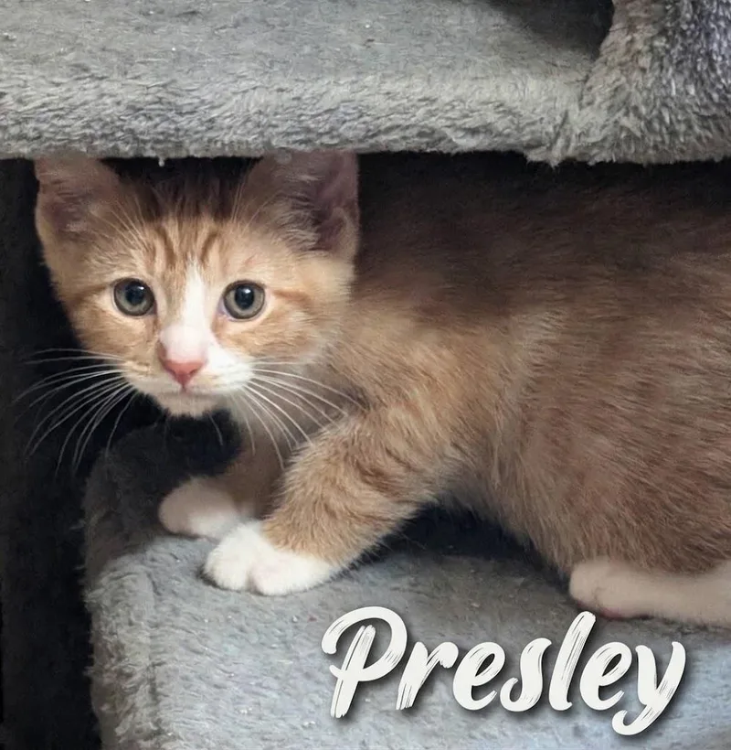 A baby medium-sized male Tabby (Orange / Red) Domestic Short Hair cat named Presley..orange you glad you for adoption in Murfreesboro, TN