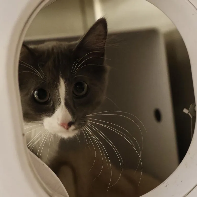 A baby small-sized male Gray / Blue / Silver Domestic Medium Hair cat named Silky for adoption in Briarcliff Manor, NY