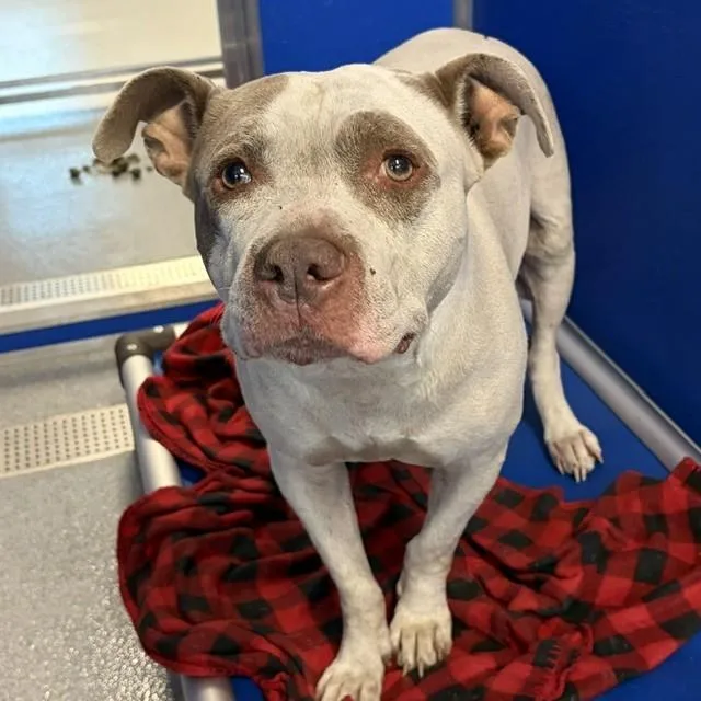 An adult large-sized male Pit Bull Terrier dog named Shackleford for adoption in Indianapolis, IN