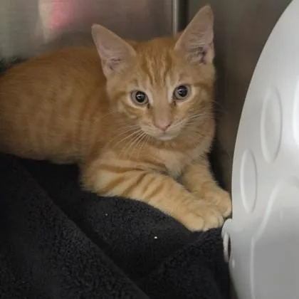 A baby small-sized male Domestic Short Hair cat named Azure for adoption in Voorhees, NJ