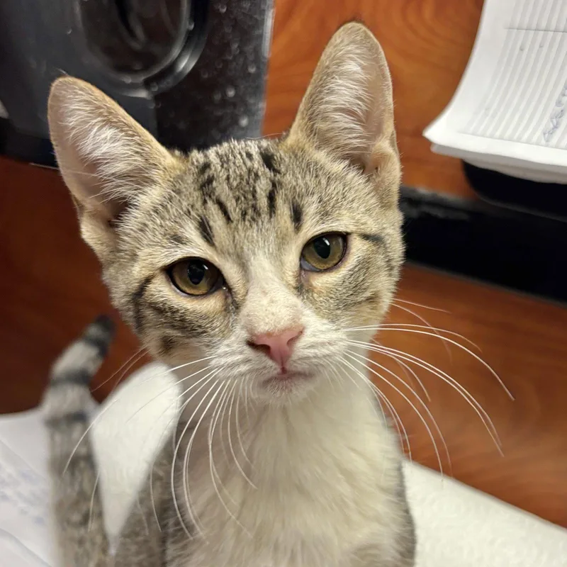A baby medium-sized female Domestic Short Hair cat named Morgana for adoption in Sonora, CA