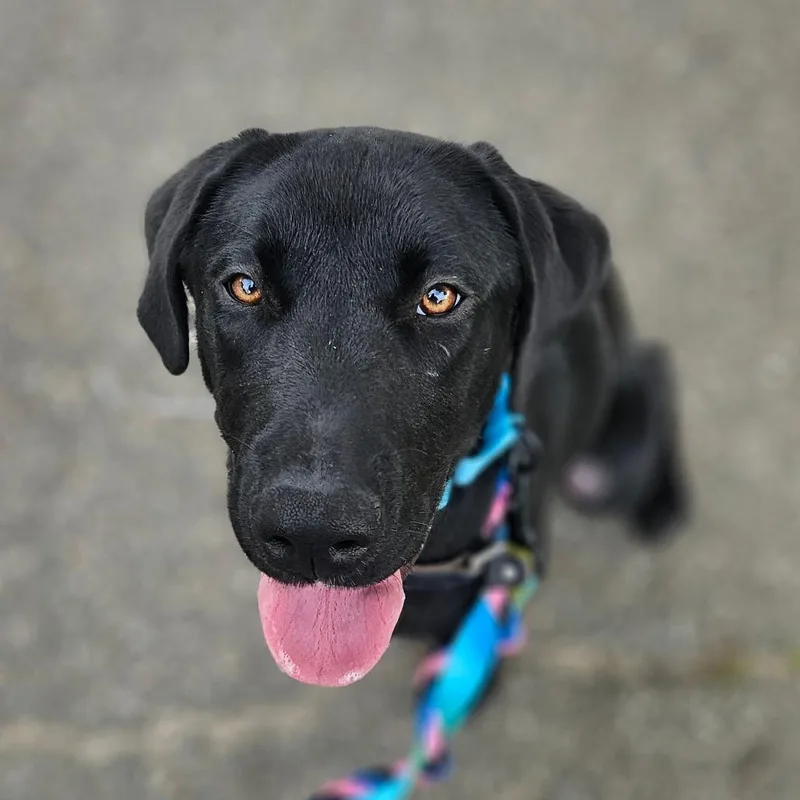 A young medium-sized male Black Mixed Breed dog named Rock for adoption in New York, NY