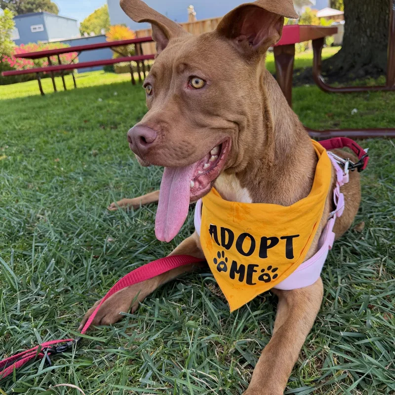 An adult medium-sized female Pit Bull Terrier dog named Queen for adoption in Fremont, CA