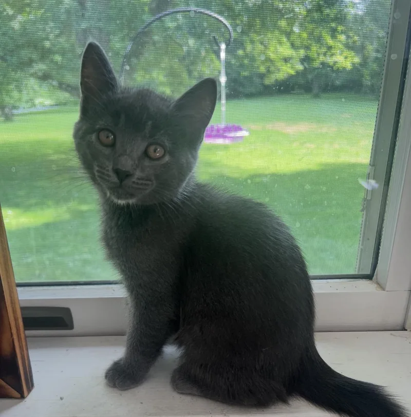 A young medium-sized male Gray / Blue / Silver Domestic Short Hair cat named Pickle for adoption in Belleville, IL