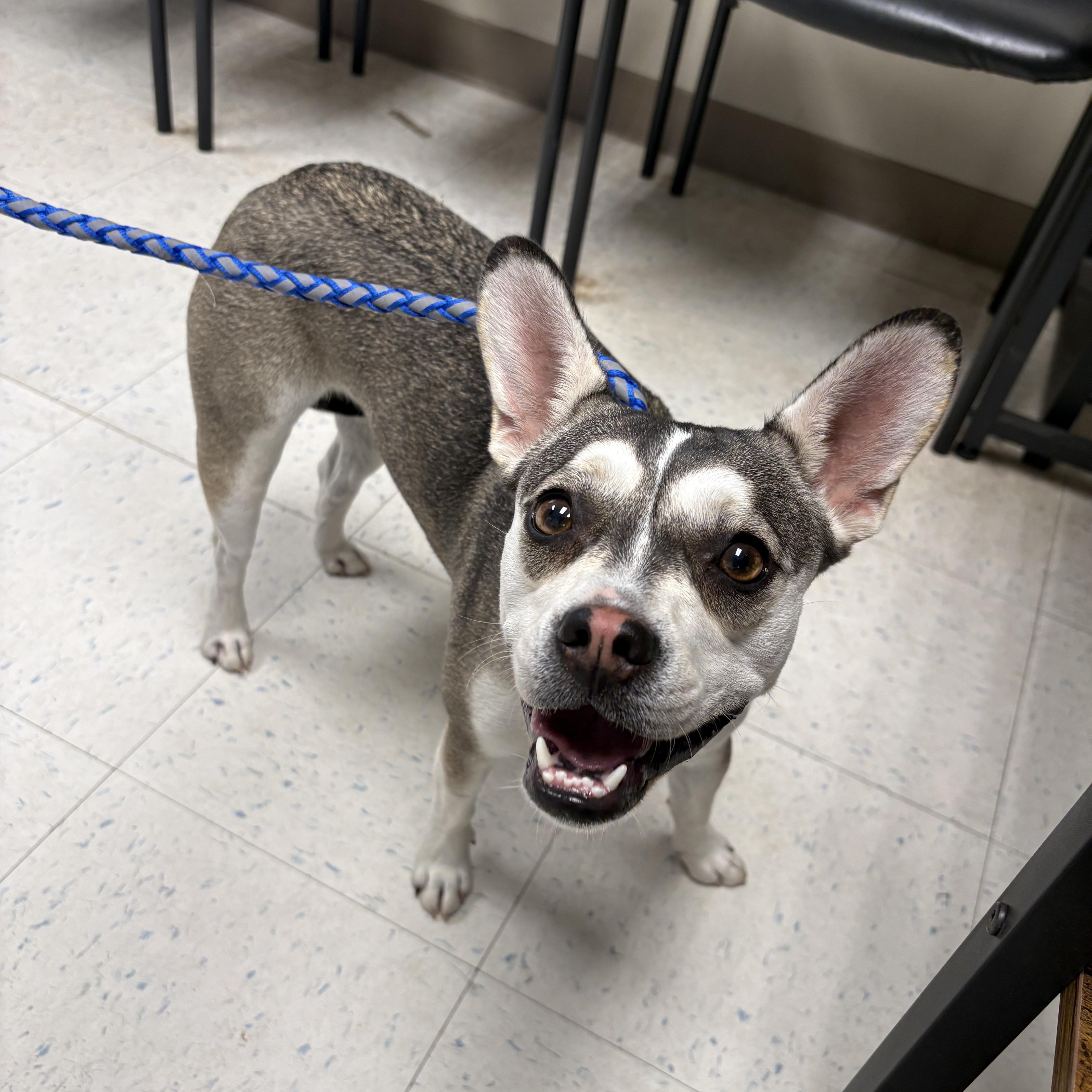 A young medium-sized female Boston Terrier dog named Nora for adoption in Oakdale, CA