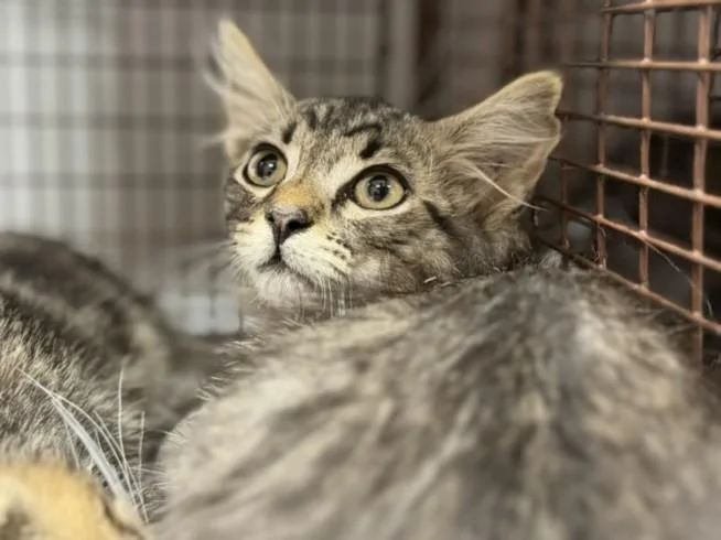 A baby small-sized male Domestic Short Hair cat named Dasani for adoption in Los Angeles, CA