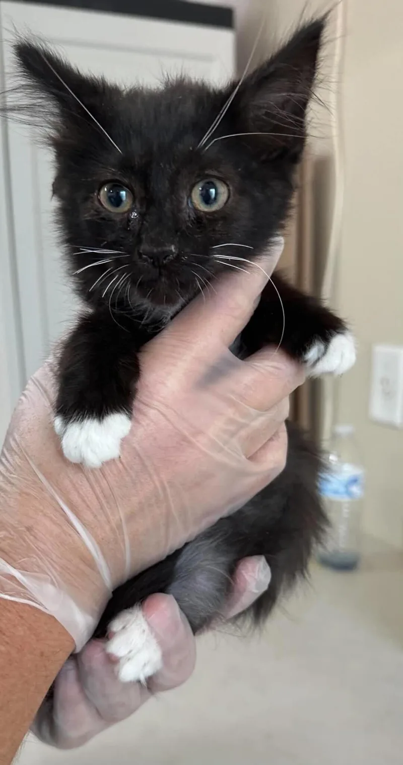 A young medium-sized male Black Domestic Short Hair cat named Unknown for adoption in Burgaw, NC