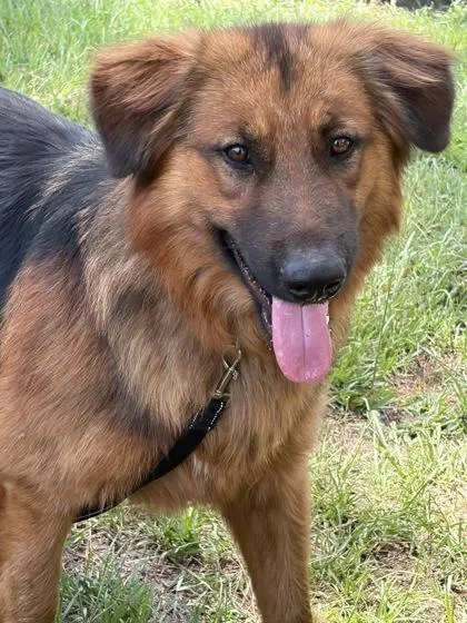 A young large-sized male Mountain Dog dog named Wall Eye for adoption in Conway, SC