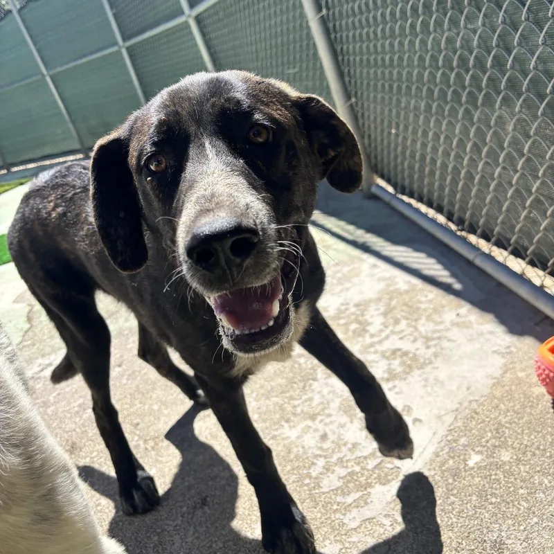 A baby small-sized male Black Mixed Breed dog named Cody for adoption in Point Richmond, CA
