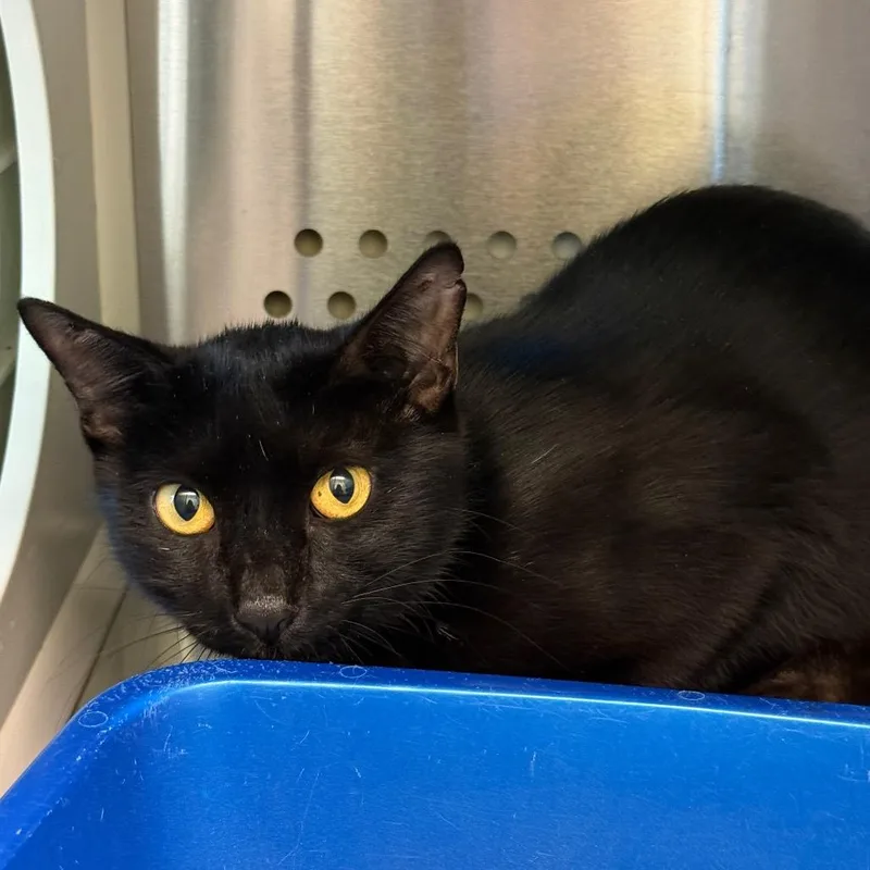 A young small-sized female Black Domestic Short Hair cat named Mama Thorn for adoption in Bend, OR