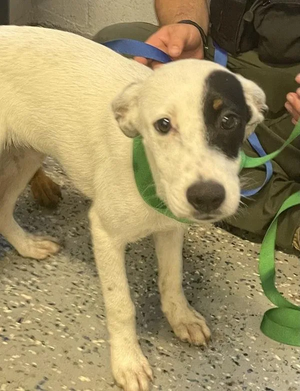 A baby small-sized female Pit Bull Terrier dog named Zero for adoption in Mobile, AL