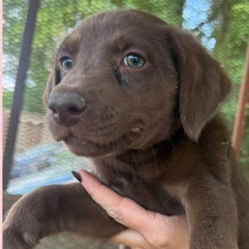 A baby small-sized female Brown / Chocolate Mixed Breed dog named Ashtra for adoption in Allentown, PA