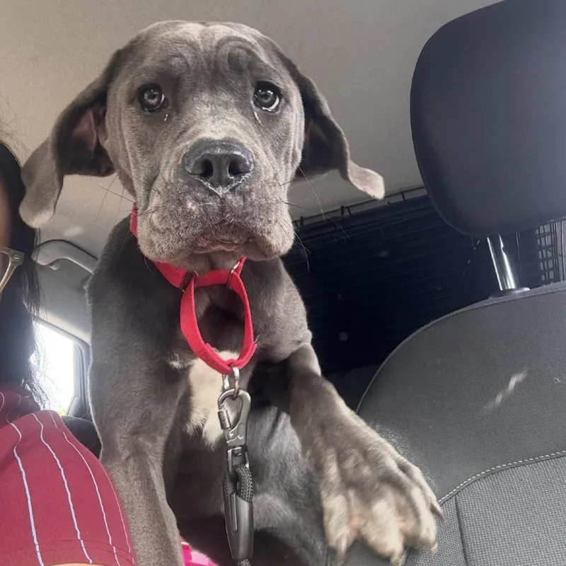 A young medium-sized female Gray / Blue / Silver Mixed Breed dog named Velma for adoption in Medford, NJ