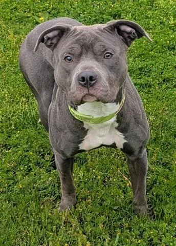A young medium-sized female Pit Bull Terrier dog named Nessie for adoption in Akron, OH