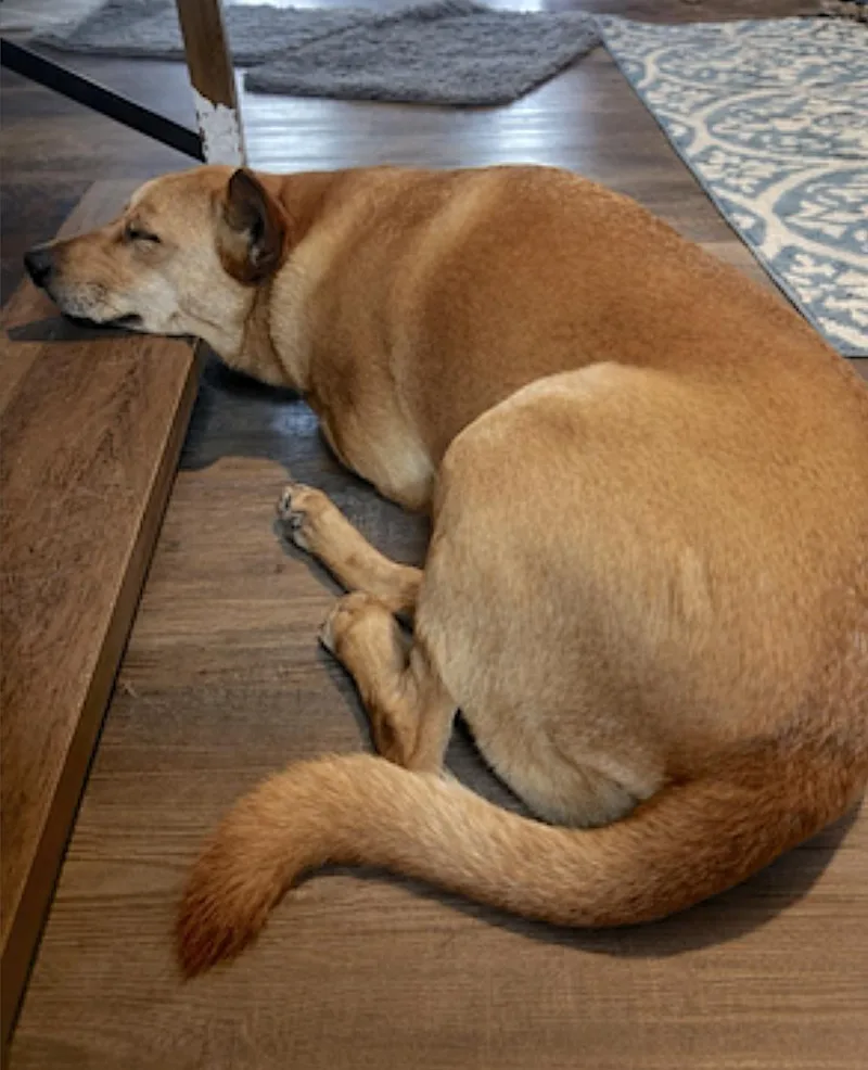 An adult medium-sized male Yellow / Tan / Blond / Fawn Shepherd dog named Monty for adoption in Amherst, MA