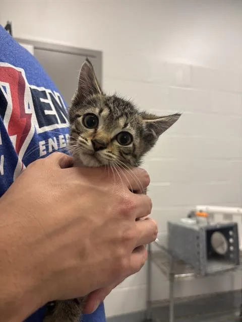 A baby small-sized male Domestic Short Hair cat named Incognito for adoption in Indianapolis, IN