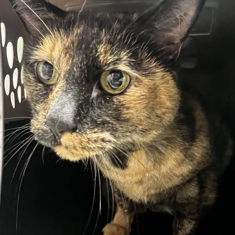 A senior medium-sized female Domestic Short Hair cat named Cinder for adoption in Albuquerque, NM