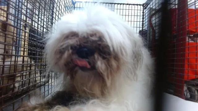 A senior small-sized female Shih Tzu dog named Georgia for adoption in Miami, FL