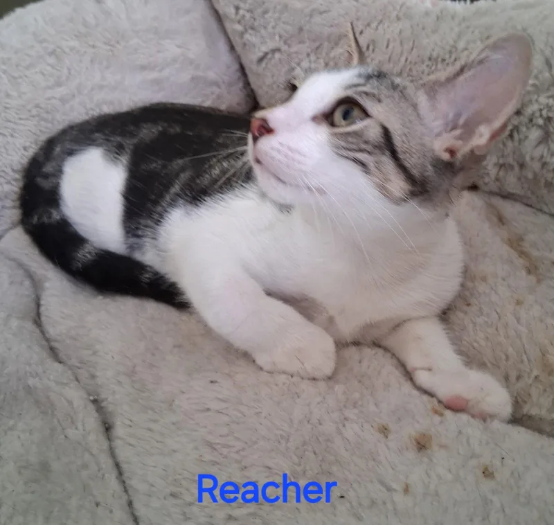 A baby medium-sized male Domestic Short Hair cat named Reacher for adoption in Oviedo, FL