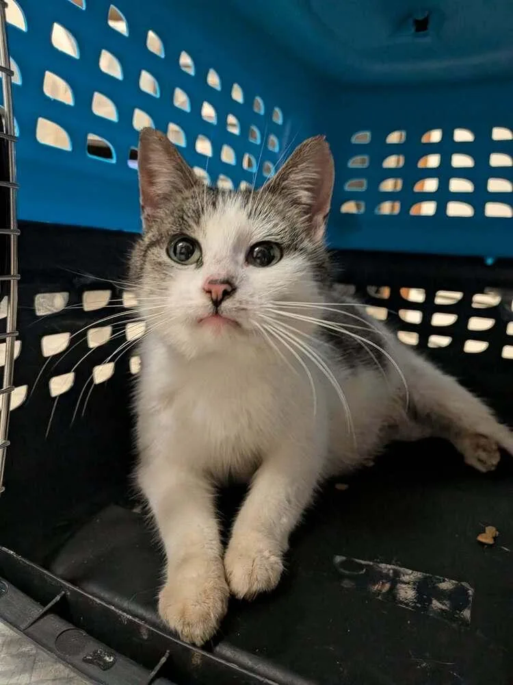 An adult medium-sized female Black & White / Tuxedo Domestic Short Hair cat named Myrtle for adoption in Clinton Township, MI
