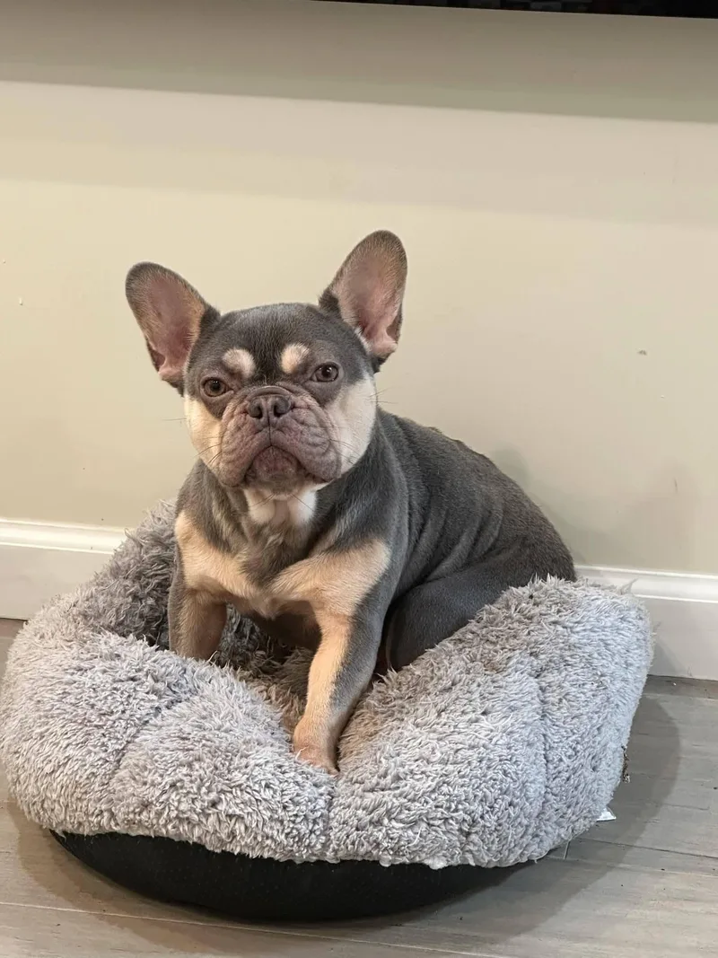An adult small-sized female French Bulldog dog named Marni for adoption in Marlton, NJ