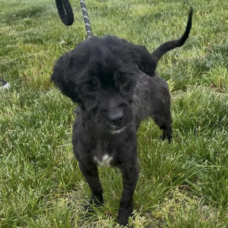 A young small-sized female Black Shih Tzu dog named Precious for adoption in Amsterdam, NY