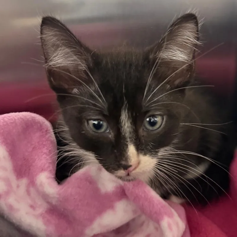 A baby small-sized male Black Domestic Short Hair cat named Tommy for adoption in West Palm Beach, FL