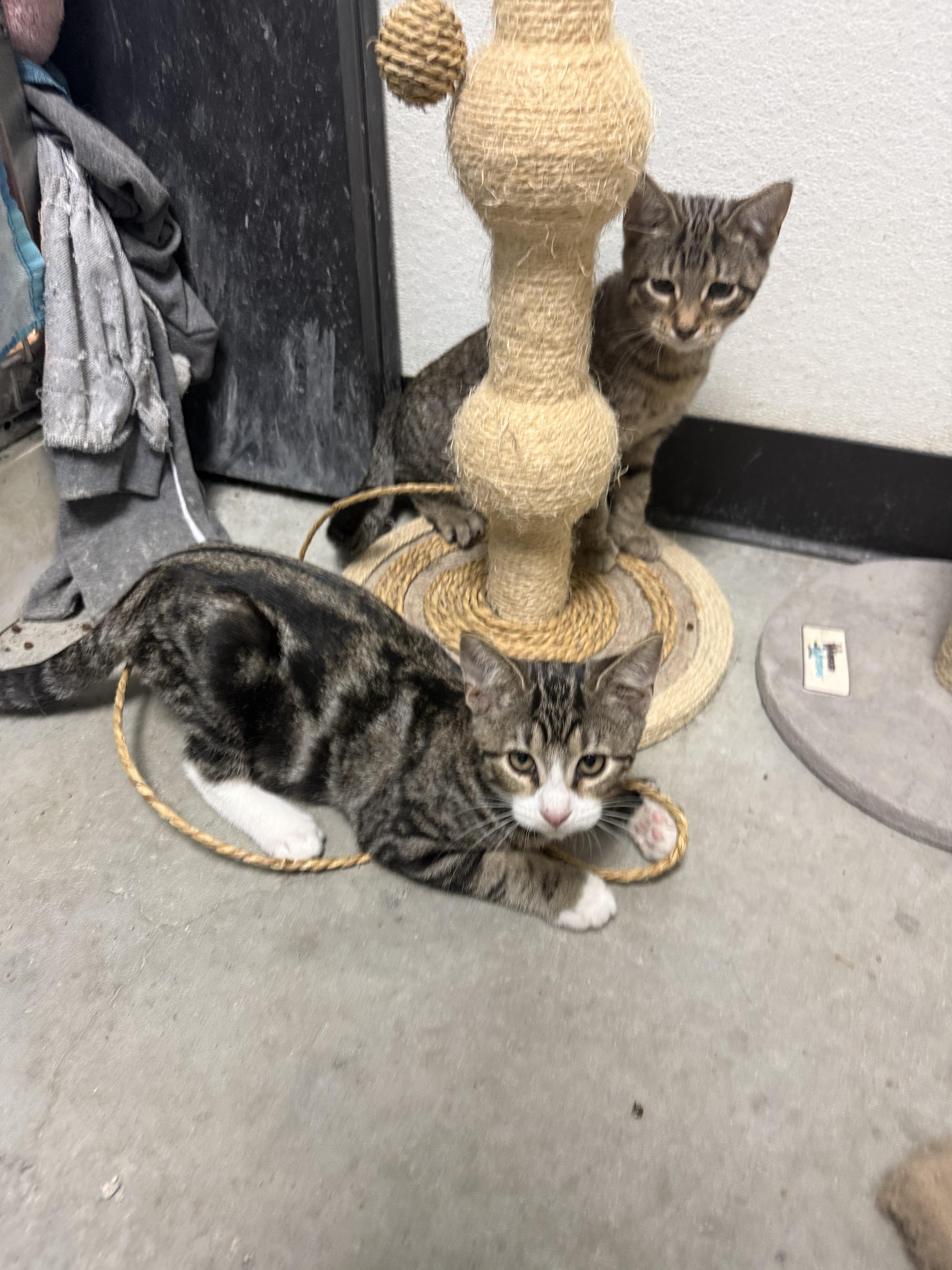 A baby medium-sized male Tabby (Brown / Chocolate) Domestic Short Hair cat named Guinness and Modelo for adoption in Worcester, MA