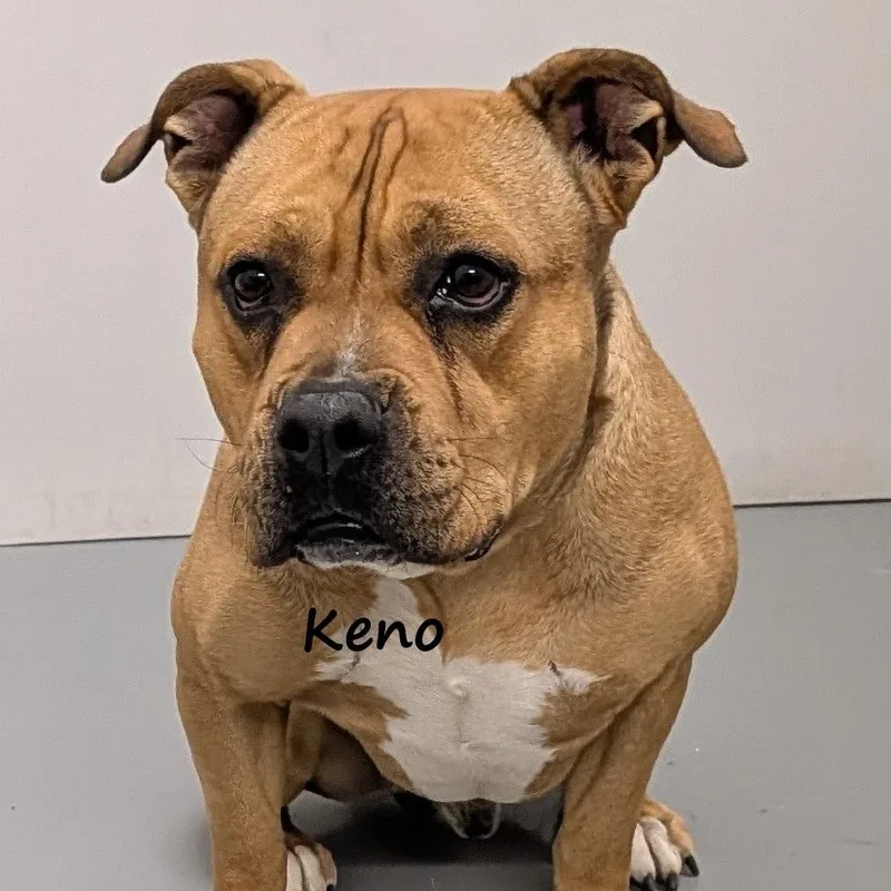 Keno