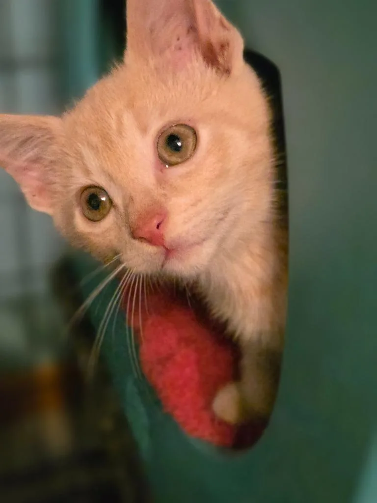 A baby medium-sized male Domestic Short Hair cat named Biscuit for adoption in Brainardsville, NY