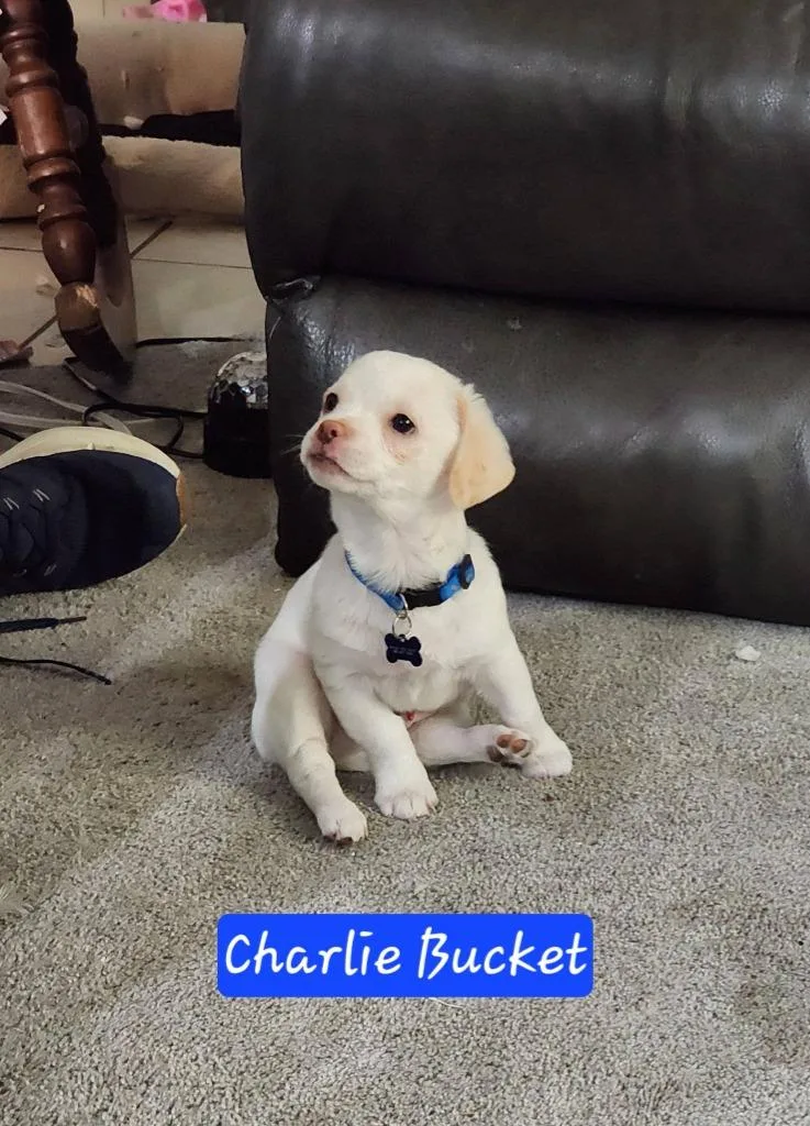 Charlie Bucket thumbnail 2