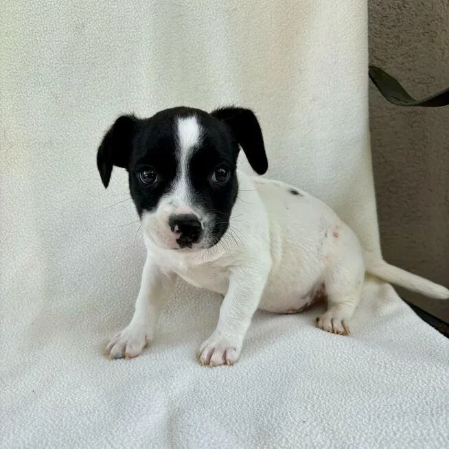 Wacky Weeds thumbnail 2