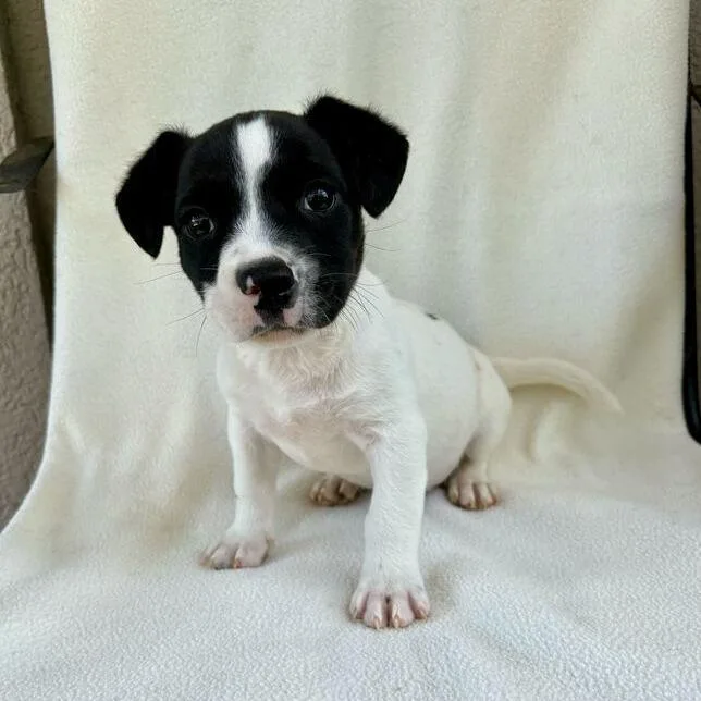 Wacky Weeds thumbnail 3