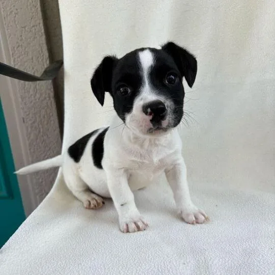 Wacky Weeds thumbnail 4