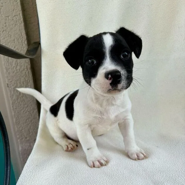 Wacky Weeds thumbnail 5