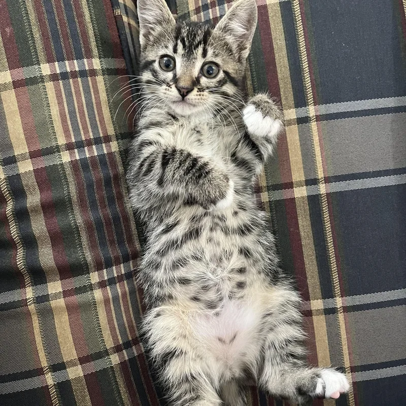 A baby medium-sized male Tabby (Brown / Chocolate) Domestic Short Hair cat named Navy for adoption in Mississippi State, MS