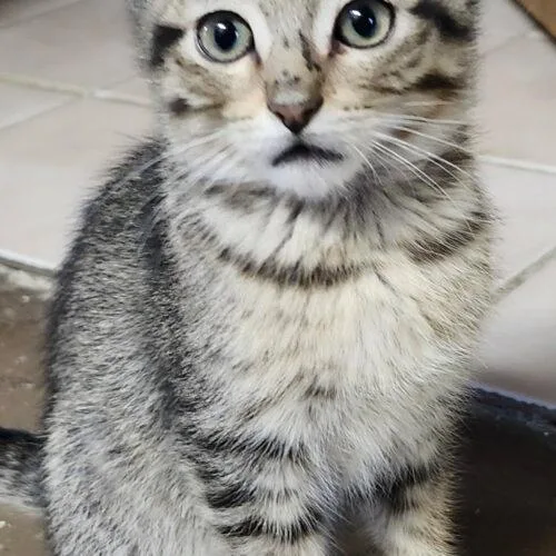 A baby small-sized male Tabby (Brown / Chocolate) Tabby cat named Bertie for adoption in Gilbert, AZ