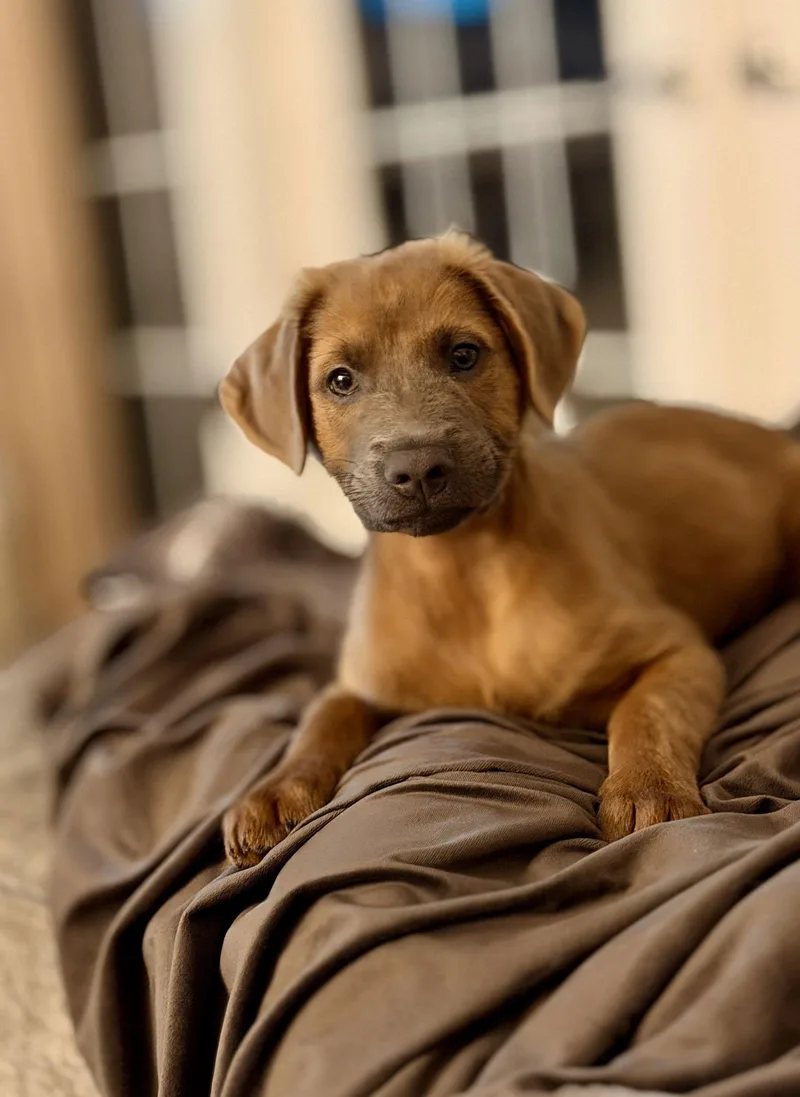 A baby medium-sized male Labrador Retriever dog named Arlo for adoption in Royal Palm Beach, FL