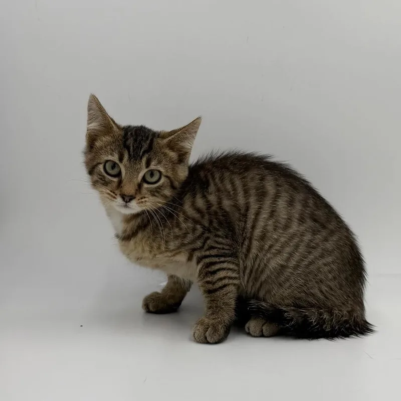 A baby medium-sized male Domestic Short Hair cat named Unstoppable for adoption in State College, PA
