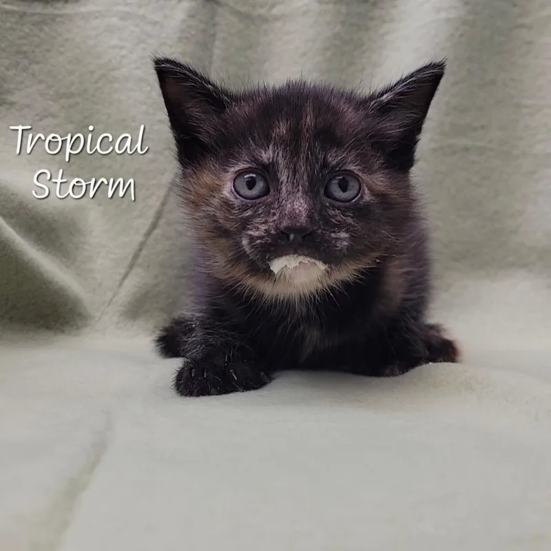 Tropical Storm