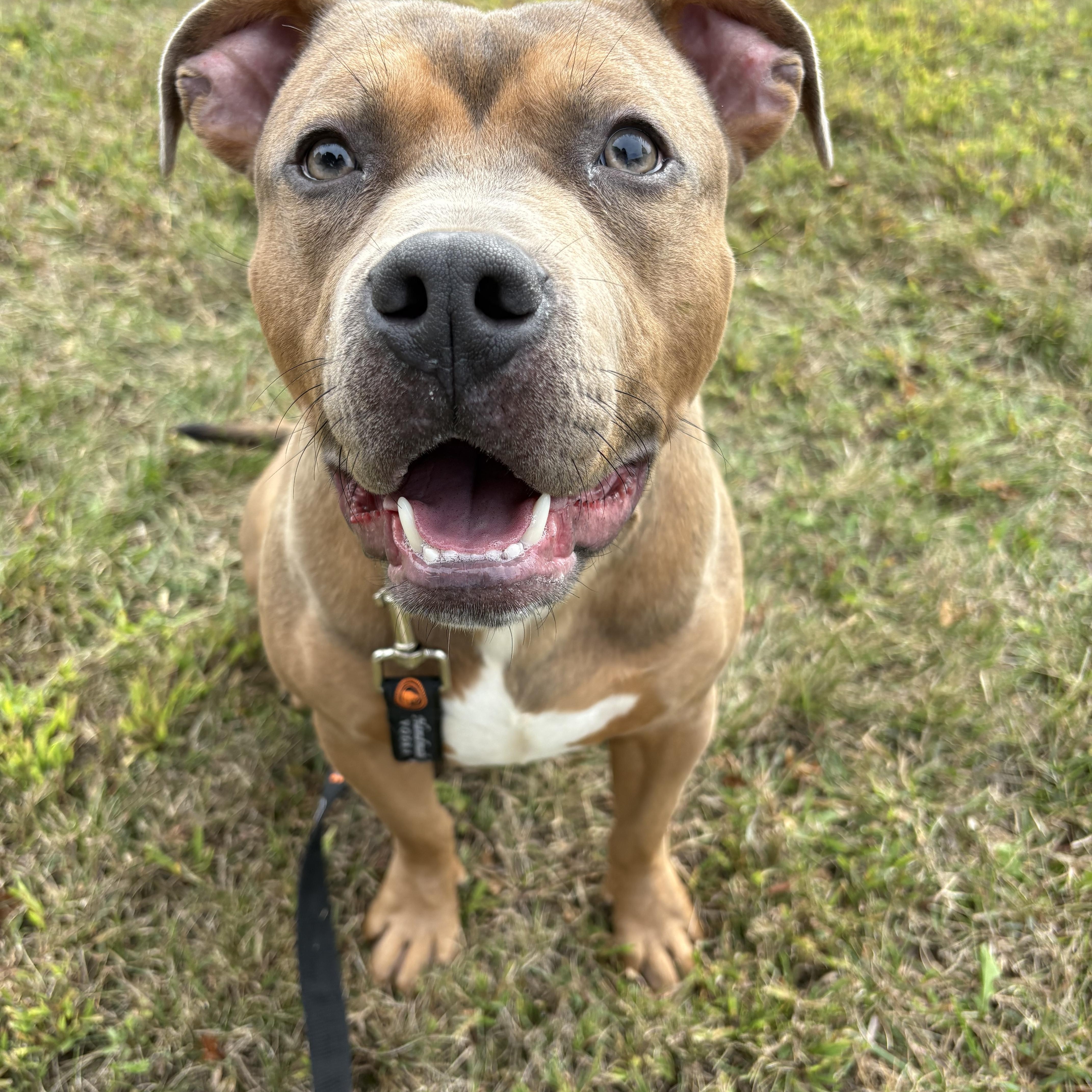 An adult medium-sized male American Staffordshire Terrier dog named Bandito for adoption in Nutting Lake, MA
