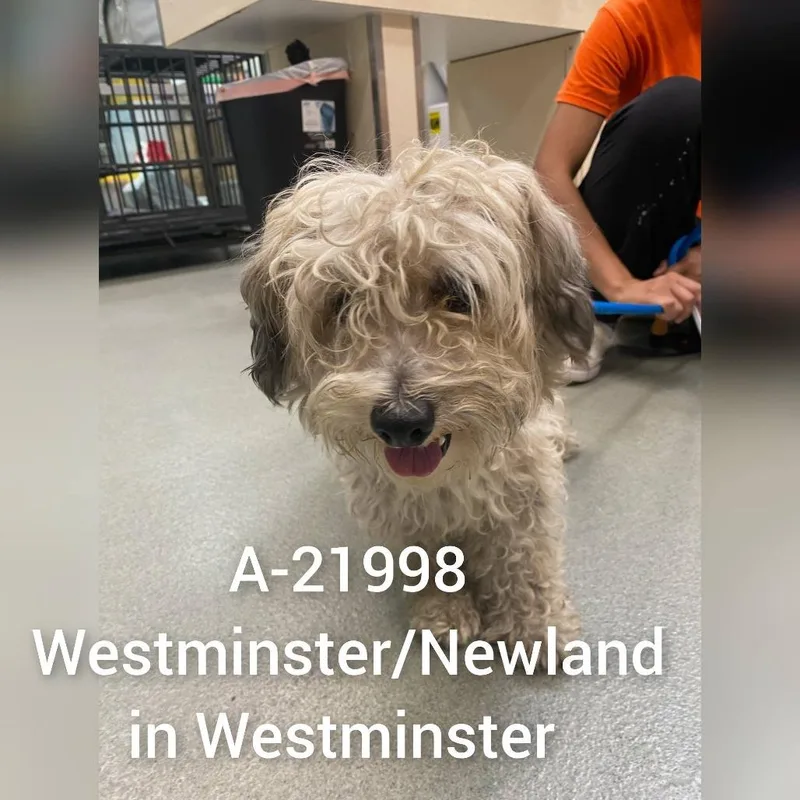 An adult small-sized male White / Cream Poodle dog named Wagsstray for adoption in Westminster, CA