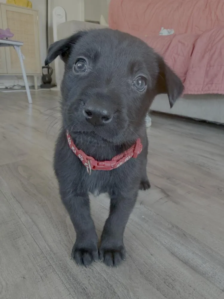 Peter Quill Volume  thumbnail 2