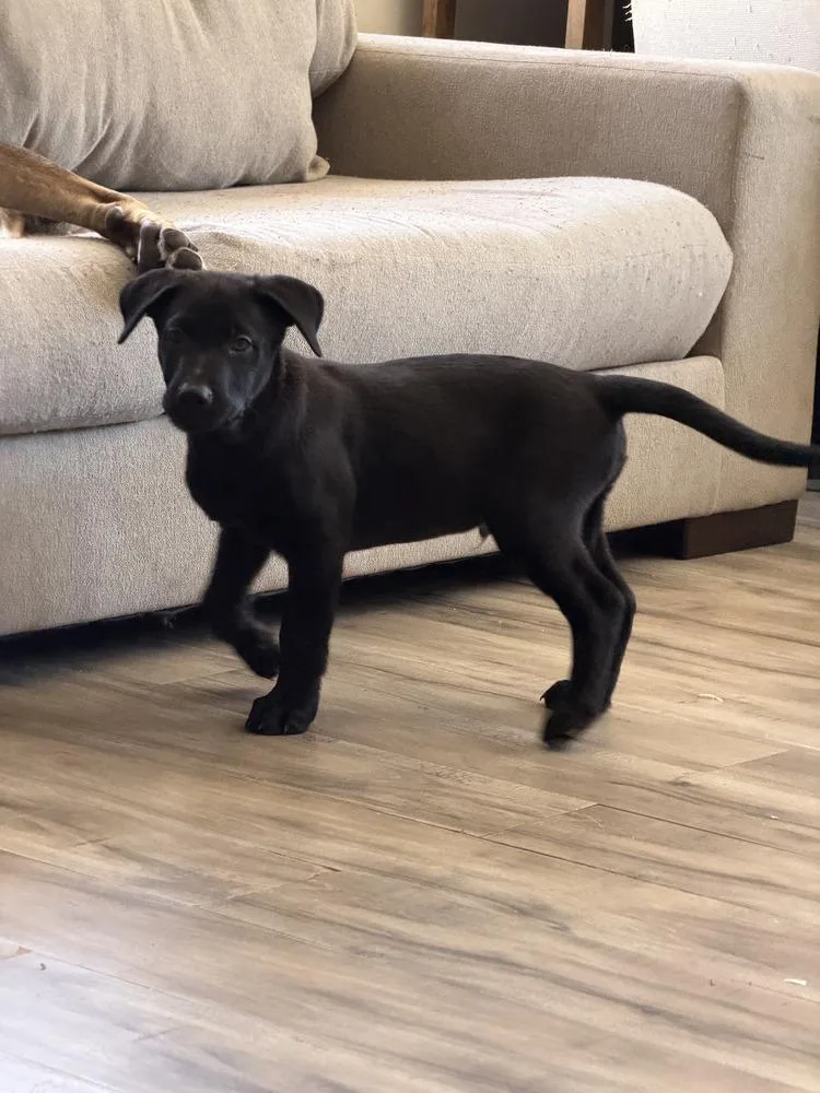 Peter Quill Volume  thumbnail 3