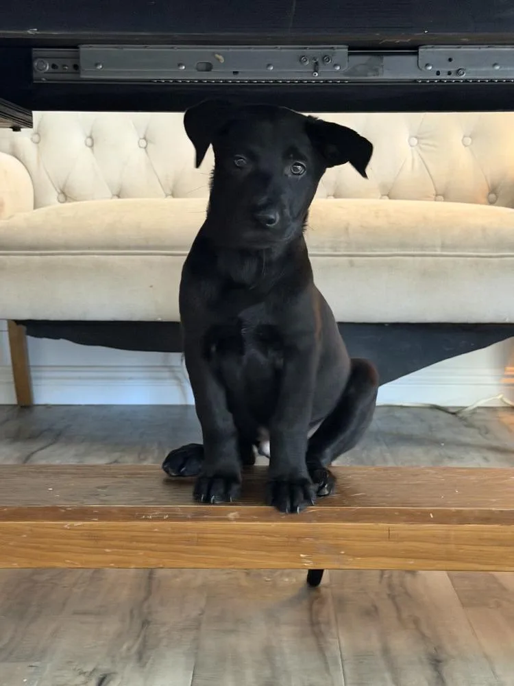 Peter Quill Volume  thumbnail 5