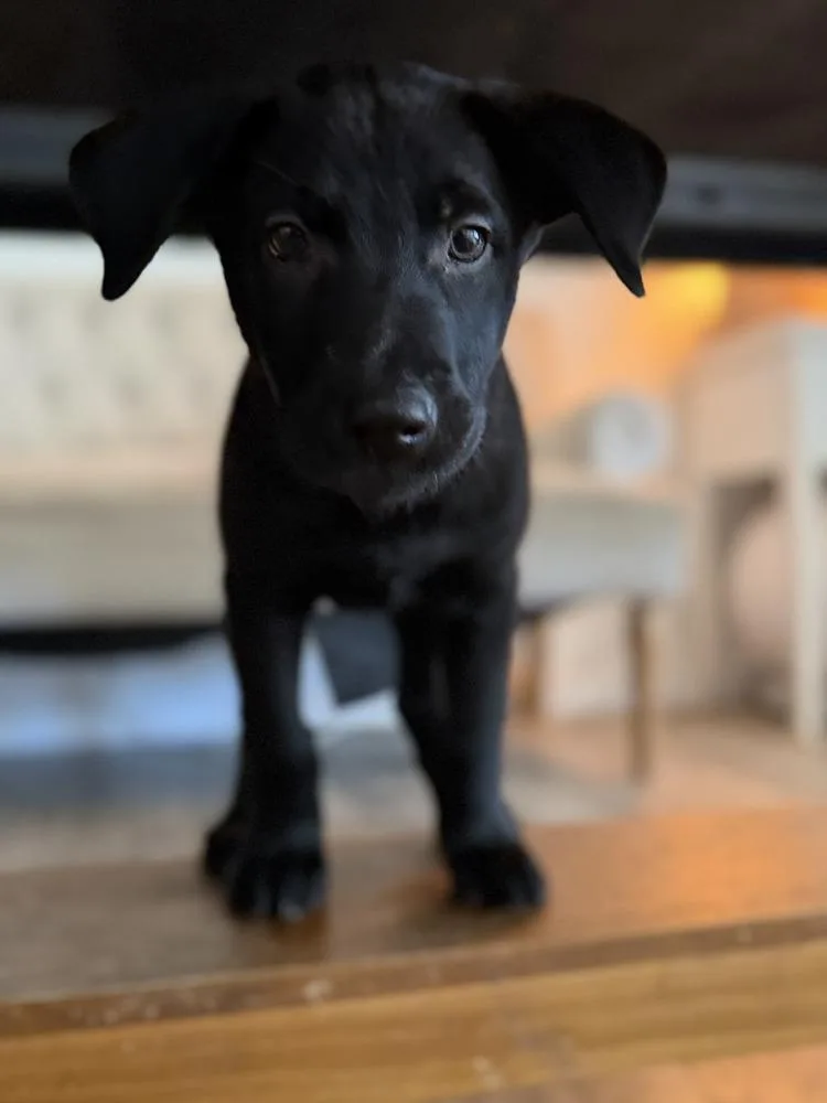 Peter Quill Volume  thumbnail 6